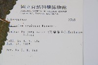 烏來雙蓋蕨藏品圖，第2張