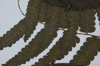 烏來雙蓋蕨藏品圖，第4張