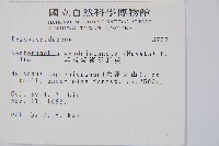 毛苞擬複葉耳蕨藏品圖，第2張