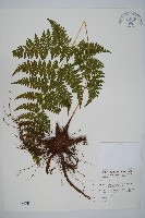 毛苞擬複葉耳蕨藏品圖，第1張