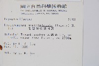 毛苞擬複葉耳蕨藏品圖，第2張