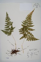 毛苞擬複葉耳蕨藏品圖，第1張