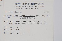 毛苞擬複葉耳蕨藏品圖，第2張