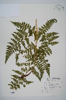 毛苞擬複葉耳蕨藏品圖，第1張