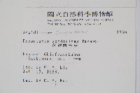 落鱗鱗毛蕨藏品圖，第2張