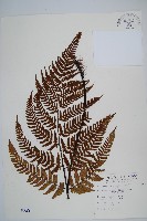 落鱗鱗毛蕨藏品圖，第1張