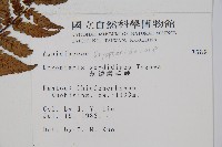 落鱗鱗毛蕨藏品圖，第2張