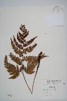 落鱗鱗毛蕨藏品圖，第1張