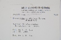 落鱗鱗毛蕨藏品圖，第2張