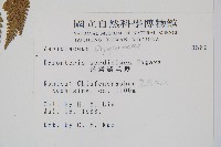 落鱗鱗毛蕨藏品圖，第2張