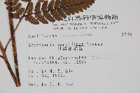 落鱗鱗毛蕨藏品圖，第2張