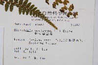 熱帶鱗蓋蕨藏品圖，第2張