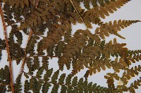 熱帶鱗蓋蕨藏品圖，第3張