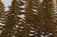 熱帶鱗蓋蕨藏品圖，第4張