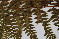 熱帶鱗蓋蕨藏品圖，第5張