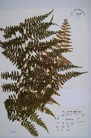 熱帶鱗蓋蕨藏品圖，第1張