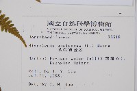 熱帶鱗蓋蕨藏品圖，第2張