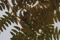 熱帶鱗蓋蕨藏品圖，第3張