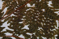 熱帶鱗蓋蕨藏品圖，第4張