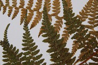 熱帶鱗蓋蕨藏品圖，第5張