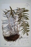 台灣瘤足蕨藏品圖，第1張