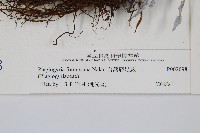 台灣瘤足蕨藏品圖，第2張