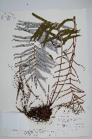 台灣瘤足蕨藏品圖，第1張