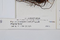 台灣瘤足蕨藏品圖，第2張