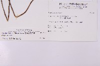 骨碎補鐵角蕨藏品圖，第2張