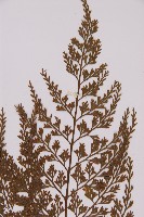 骨碎補鐵角蕨藏品圖，第3張