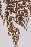 骨碎補鐵角蕨藏品圖，第5張