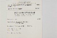骨碎補鐵角蕨藏品圖，第2張