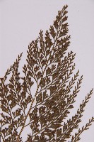 骨碎補鐵角蕨藏品圖，第3張