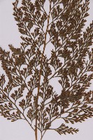 骨碎補鐵角蕨藏品圖，第4張