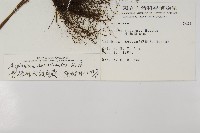 骨碎補鐵角蕨藏品圖，第2張