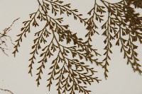 骨碎補鐵角蕨藏品圖，第3張