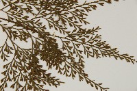 骨碎補鐵角蕨藏品圖，第4張