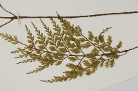 骨碎補鐵角蕨藏品圖，第5張