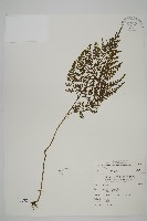 骨碎補鐵角蕨藏品圖，第1張