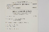 骨碎補鐵角蕨藏品圖，第2張