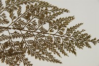 骨碎補鐵角蕨藏品圖，第3張