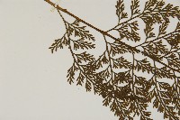 骨碎補鐵角蕨藏品圖，第4張