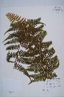 熱帶鱗蓋蕨藏品圖，第1張