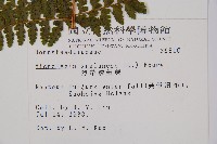 熱帶鱗蓋蕨藏品圖，第2張