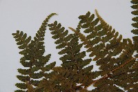 熱帶鱗蓋蕨藏品圖，第5張