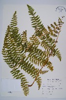 熱帶鱗蓋蕨藏品圖，第1張