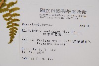熱帶鱗蓋蕨藏品圖，第2張