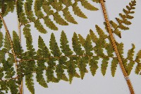 熱帶鱗蓋蕨藏品圖，第3張