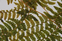 熱帶鱗蓋蕨藏品圖，第4張