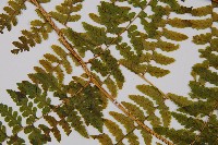 熱帶鱗蓋蕨藏品圖，第5張